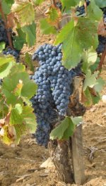 grape varieties