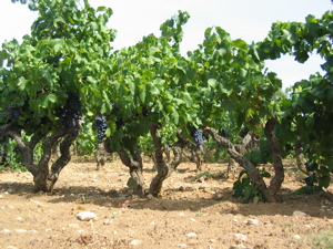wine regions