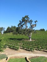 central coast wine tasting